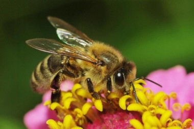 August 22 - Honey Bee Day
