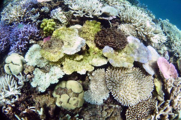 Stopping global warming is only way to save Great Barrier Reef, scientists warn