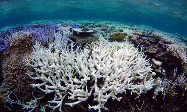 Scientists print 3D models of Great Barrier Reef in bid to save it